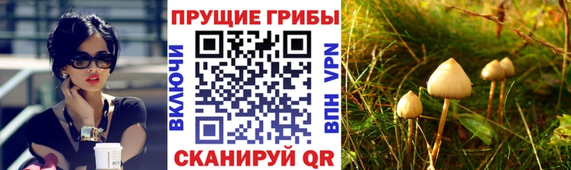 Псилоцибиновые грибы MAGIC MUSHROOMS  Купить где  Новозыбков 